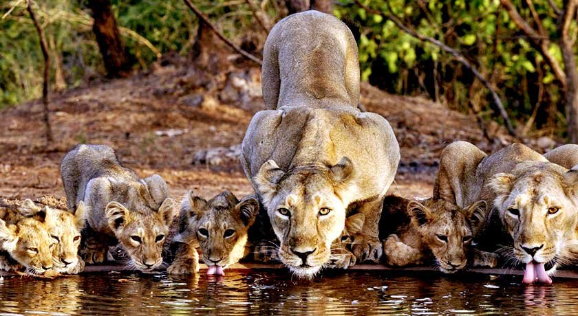Week-Long Gujarat Holiday